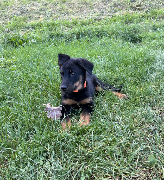 Vianne liegt gerne im Gras