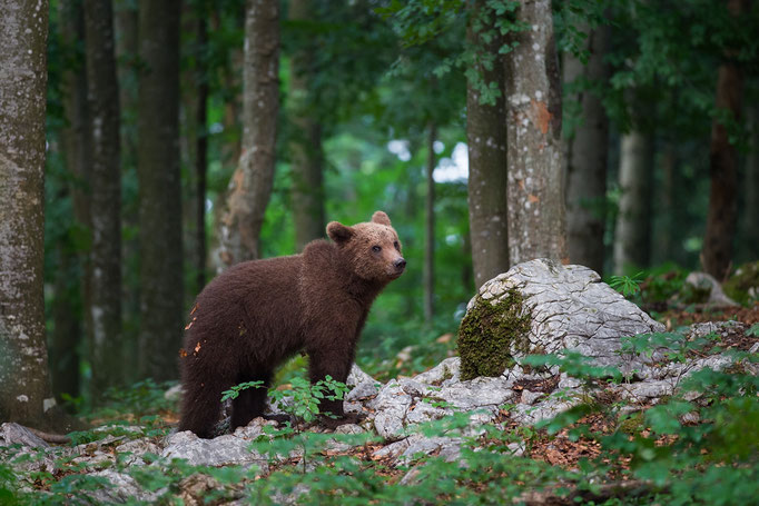 Orso Bruno