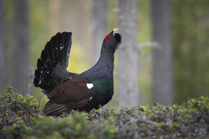 Gallo cedrone