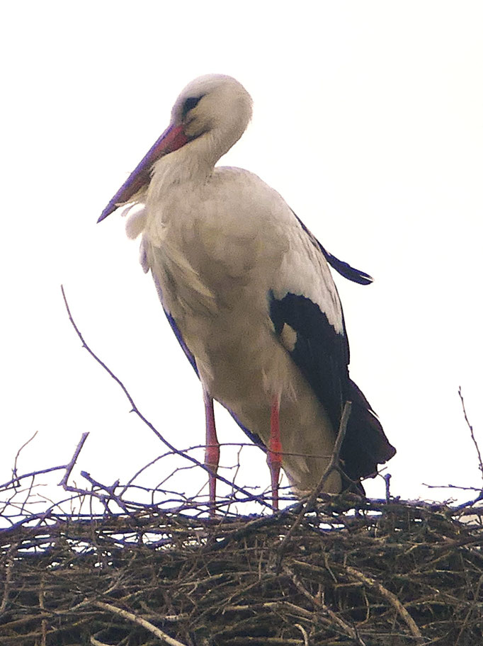 Storch (Altvogel)