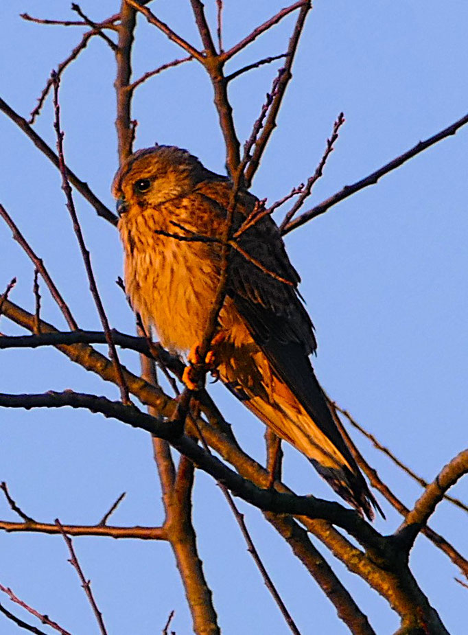 Turmfalke