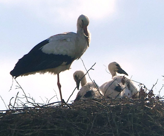 Altvogel mit zwei Jungstörchen