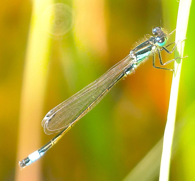 Pechlibelle, junges Männchen