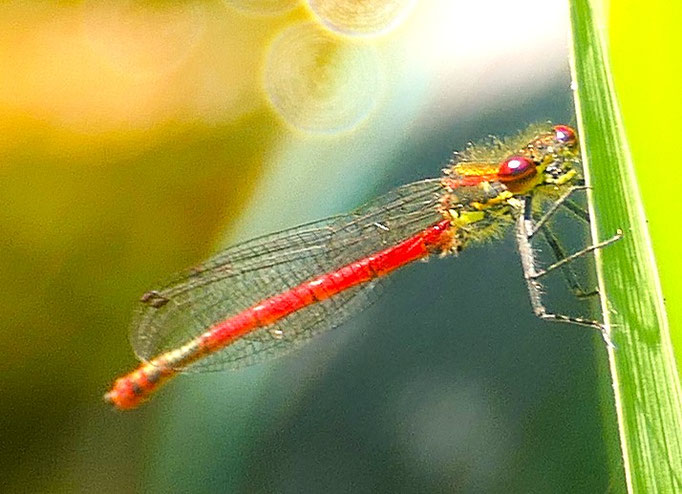 kleine Pechlibelle, junges Weibchen