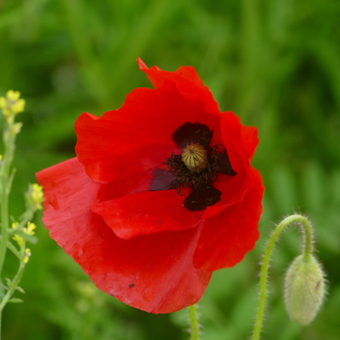 Mohnblume