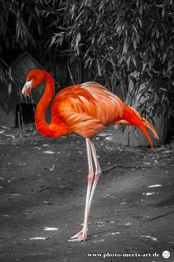 #flamingo #flamingos #pinkflamingo #prettyinpink #zoo #zooduisburg #animalphotography #wildlife #wildlifephotography #wildlifephoto #ivanofargnoli #photo_meets_art #photography #rommerskirchen