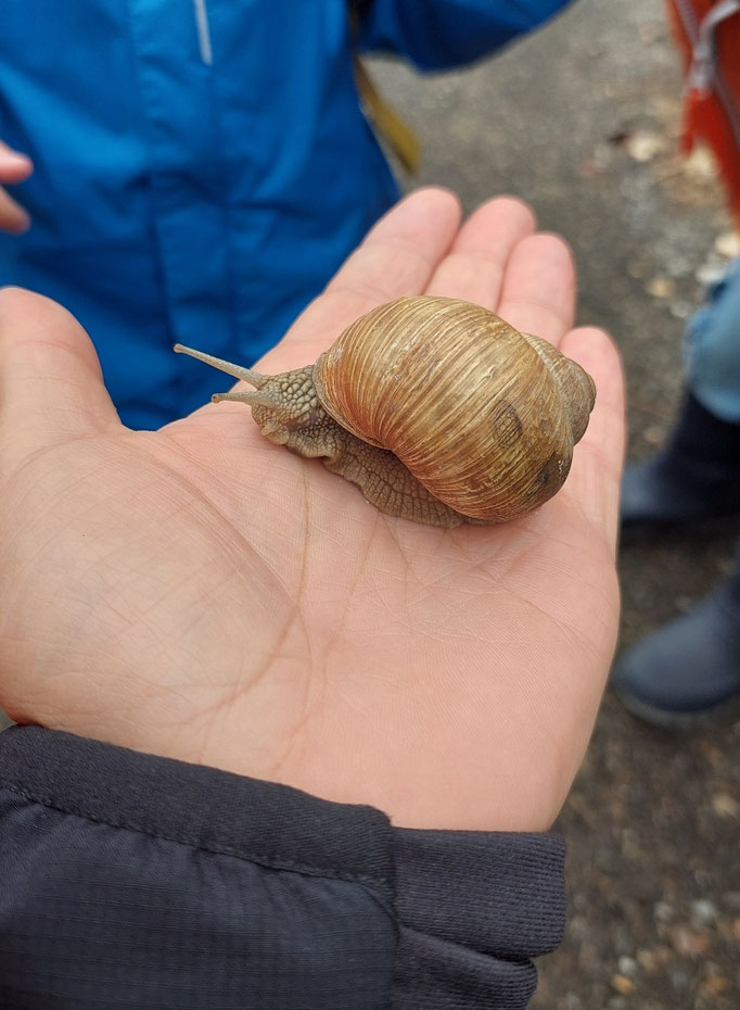 Hand hält Weinbergschnecke beim beobachten in der Natur