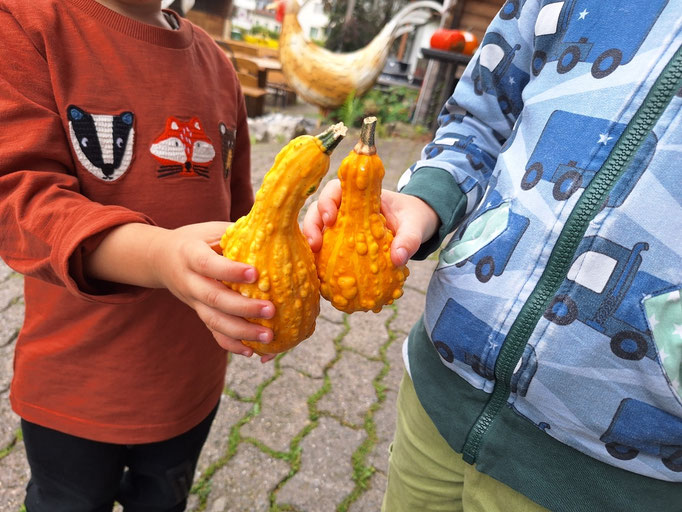 Besuch auf dem Bauerhof um Kürbisse für unsere Deko zu holen. Wer kennt das verschiedene Gemüse das es im Hoflädeli gibt ?