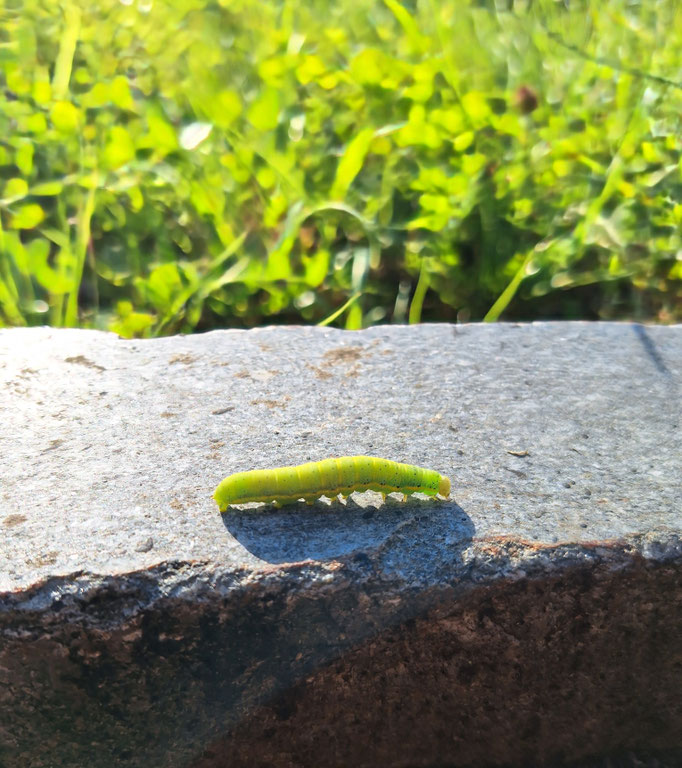 kleine grüne Raupe beim Spaziergang entdeckt