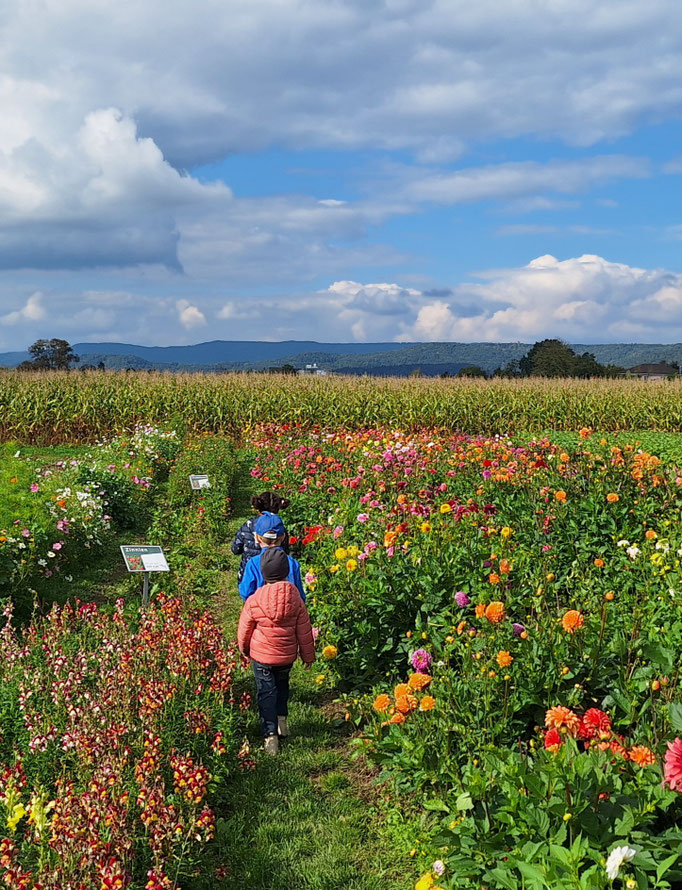 Kinder im Blumenfeld Urdorf beim gemeinsamen entdecken