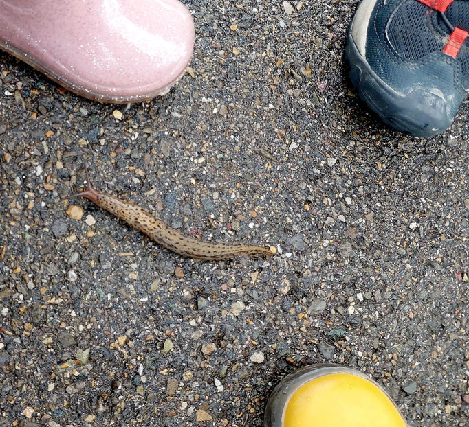 Ein Tigerschnegel! Was es nicht alles gibt in Urdorf!