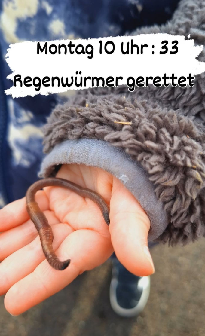 Es waren tatsächlich 32 Regenwürmer die wir von der "Strasse" zurück in die Wiese gebracht haben. Neuer Rekord :)