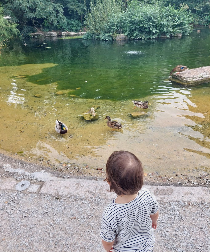 Kind beobachtet Enten im Stadtpark Schlieren