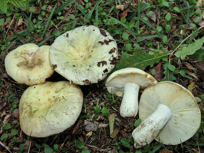 Russula violeipes Quél. 1898 (COMMESTIBILE) Foto Emilio Pini 
