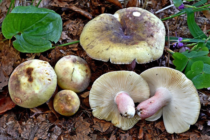 Russula violeipes Quél. 1898 (COMMESTIBILE) Foto Emilio Pini 
