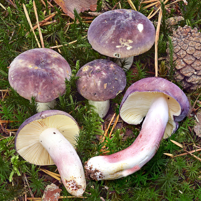 Russula violeipes Quél. 1898 (COMMESTIBILE) Foto Emilio Pini 
