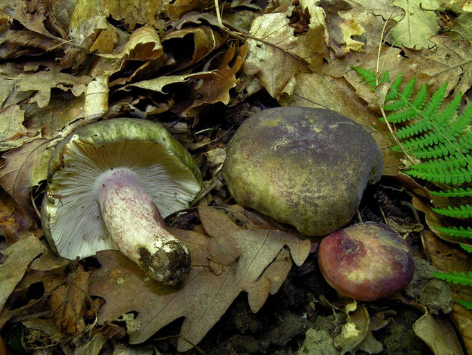 Russula violeipes Quél. 1898 (COMMESTIBILE) Foto Emilio Pini 
