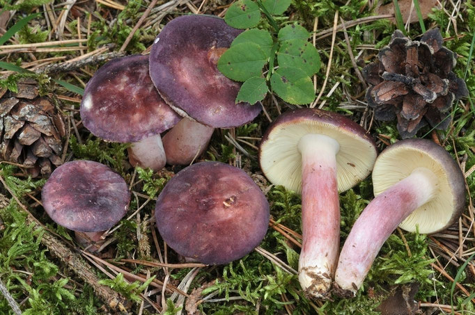 Russula violeipes Quél. 1898 (COMMESTIBILE) Foto Emilio Pini 