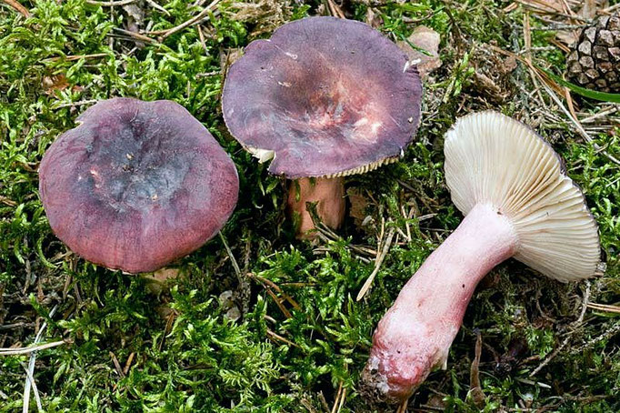 Russula violeipes Quél. 1898 (COMMESTIBILE) Foto Emilio Pini 