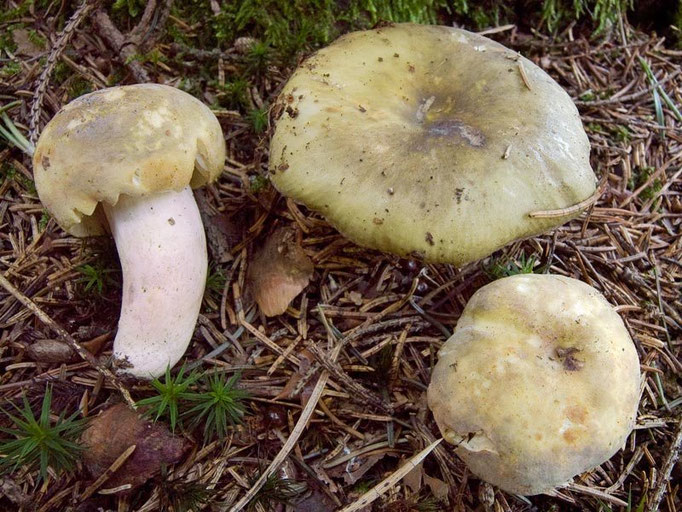 Russula violeipes Quél. 1898 (COMMESTIBILE) Foto Emilio Pini 