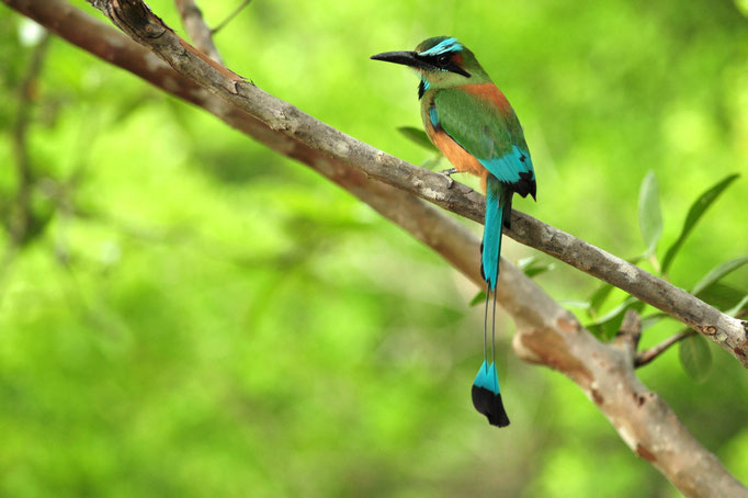 Motmot à sourcils bleus (Vieja, Costa Rica)
