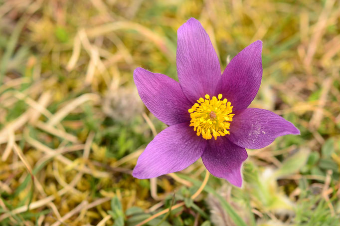 Anémone pulsatile (Alsace, France)
