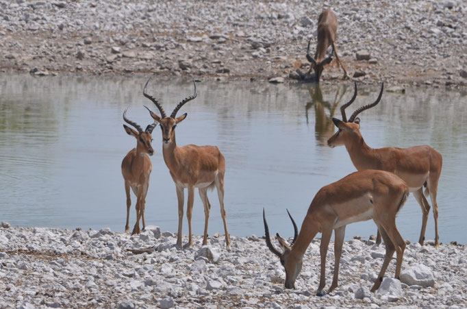 Impalas (Etosha, Namibie)