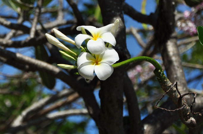 Fleurs de frangipanier (Baie de Nha Trang, Vietnam)