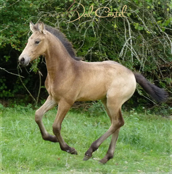 Diomène de Val Castel - Poulain Andalzon par Nedia & In Challa - Valorisation Sport dans le 05