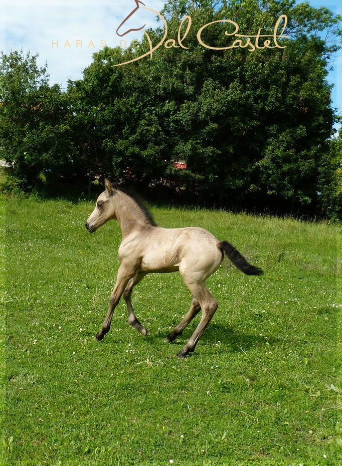 Deesery de Val Castel - Pouliche Andalzon par Hannah & In Challa - Vendue dans le 60