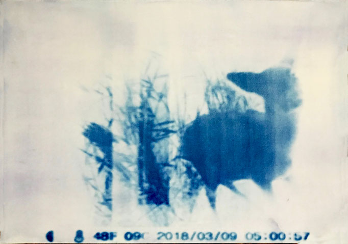 Solar night vision (2018) 395x545 mm