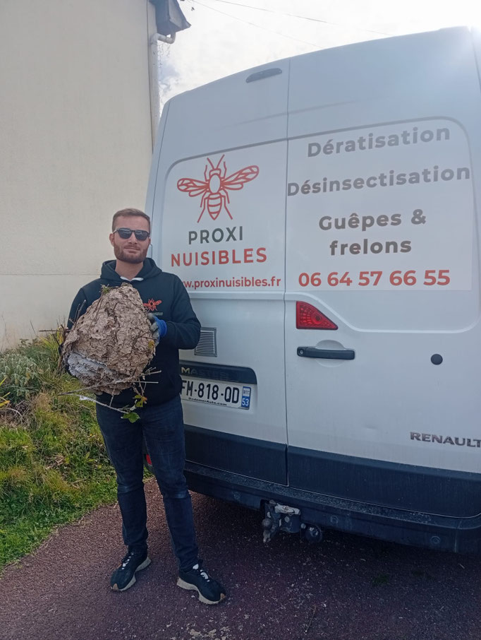Nid de frelons asiatique décroché pour mise au recyclage
