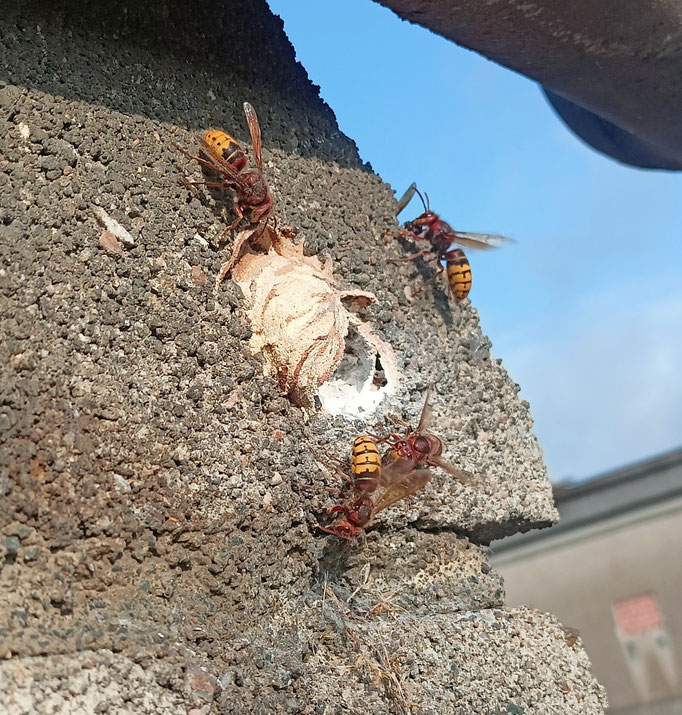 Nid dans un parpaing