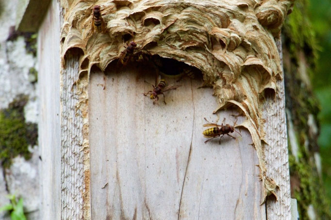 Il niche dans des endroits clos lui apportant confort et sécurité.
