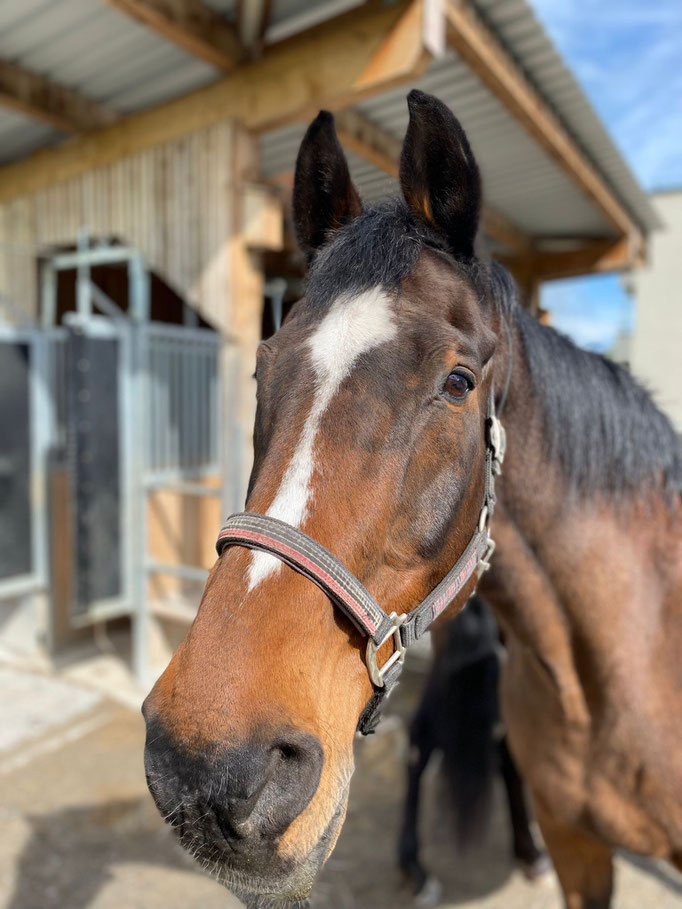 Lollypop 06.04.1996 Bayerisches Warmblut