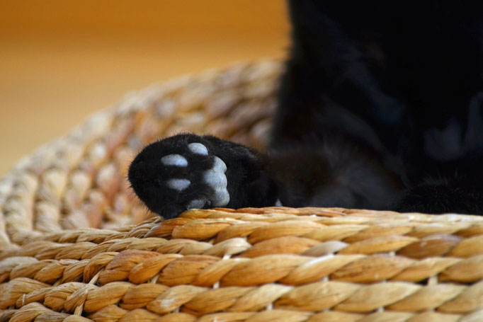 Katzenleben