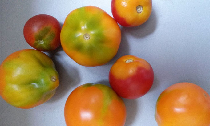 Von Cousine Gitta gespendete Tomaten aus ihrem Bestand