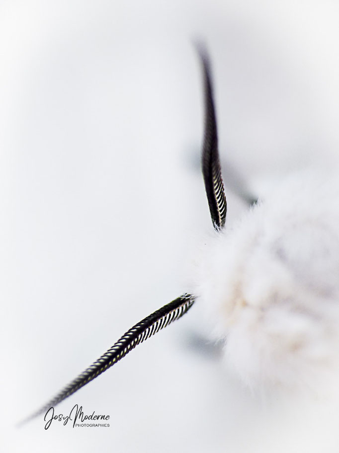 A5