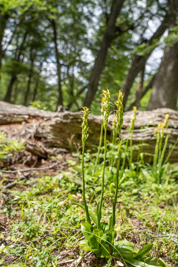 Im Sommer blühen die Orchideen
