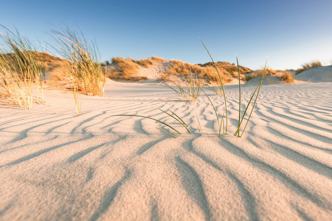 Helmgras in de duinen van Terschelling © Jurjen Veerman