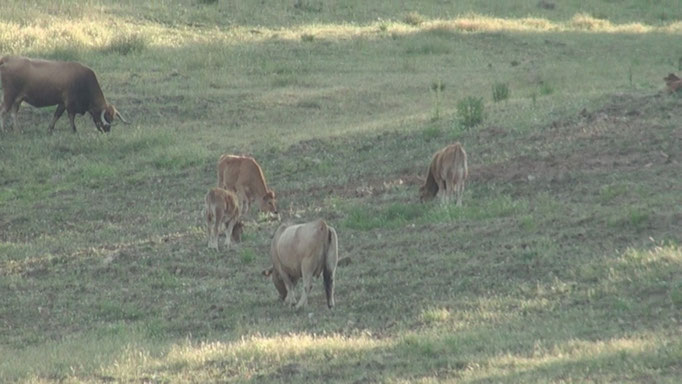 et encore des vaches...