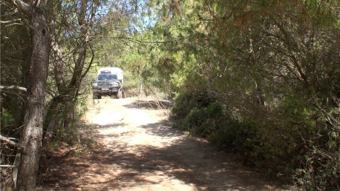 autre bivouac dans la pinède pour le soir