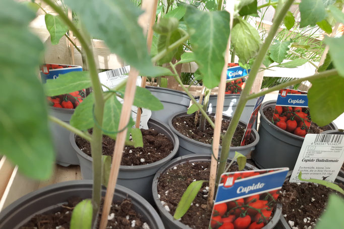 Tomatenpflanze, Datteltomate Cupido, kleine Frucht