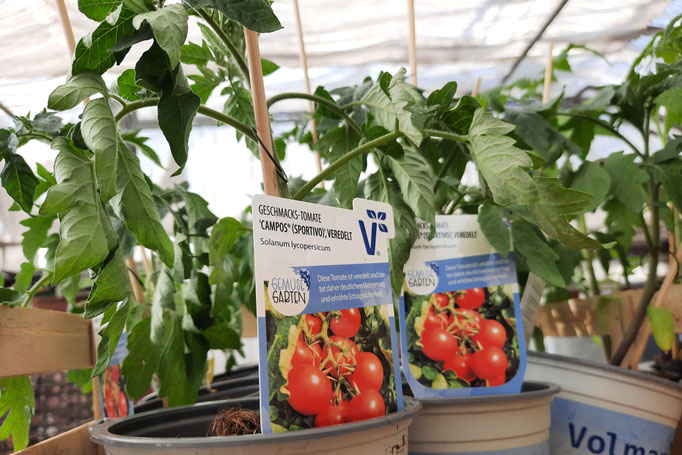 Tomatenpflanze Campos, veredelt