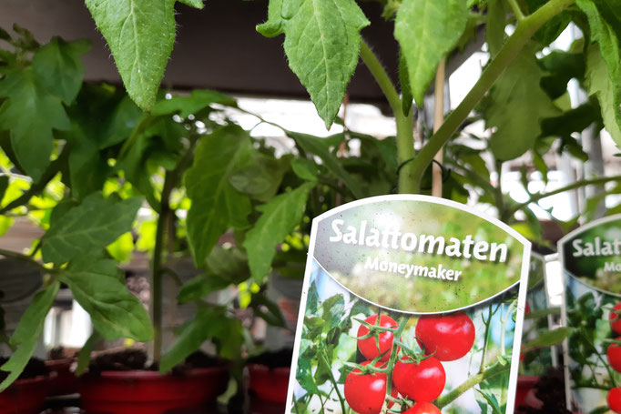 Tomatenpflanze Moneymaker, große Frucht