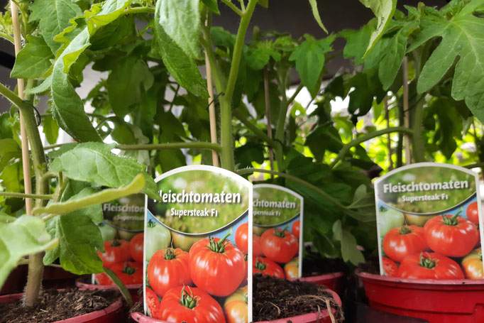 Tomatenpflanze Supersteak, große Frucht