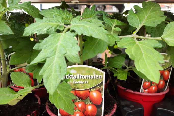 Tomatenpflanze, Cocktailtomate Cookie, kleine Frucht