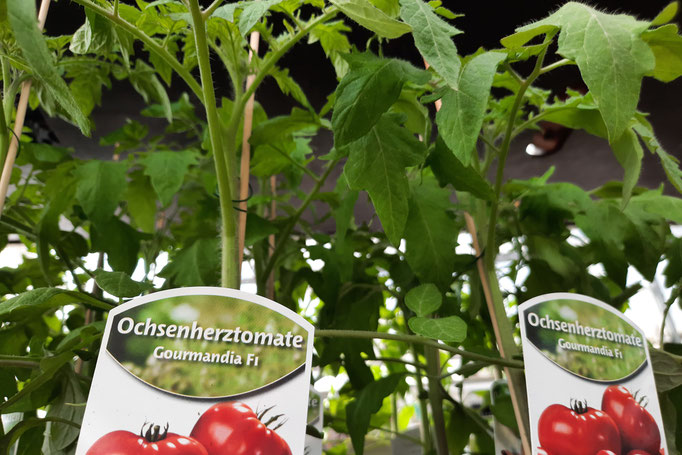 Tomatenpflanze Ochsenherz, große Frucht