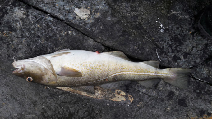 Dorsch von 70 cm