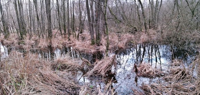 Nat Elzenbroekbos met afgestorven pollen Stijve zegge